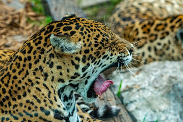 Into the wild - Jaguars