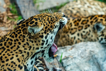 Into the wild - Jaguars