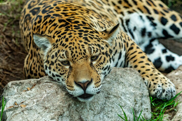 Into the wild - Jaguars