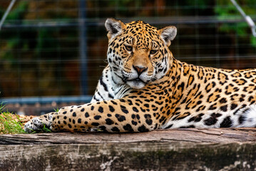 Into the wild - Jaguars