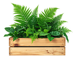 Lush greenery in a wooden planter box