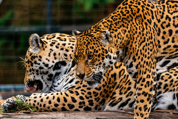 Into the wild - Jaguars