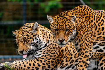 Into the wild - Jaguars