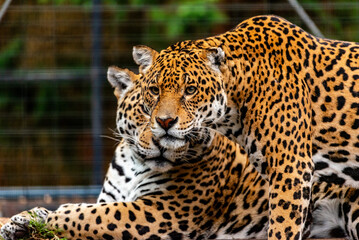 Into the wild - Jaguars