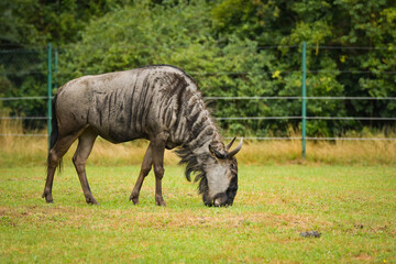 Blue wildebeest (Connochaetes taurinus) grazing on green grass in a zoo enclosure.