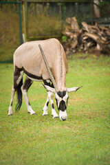 Gemsbok or oryx (Oryx gazella) grazing on grass in a zoo environment.