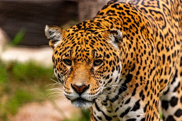 Into the wild - Jaguars