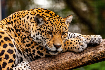 Into the wild - Jaguars