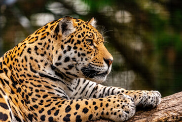 Into the wild - Jaguars