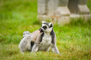 Ring-tailed lemur (Lemur catta) sitting on the grass, licking its nose. Wildlife photo of a...