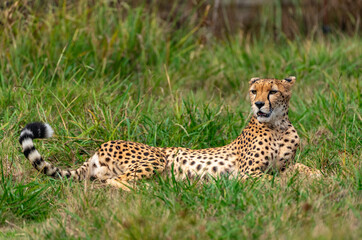 Cheetah !