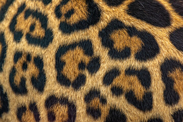 Jaguar spots