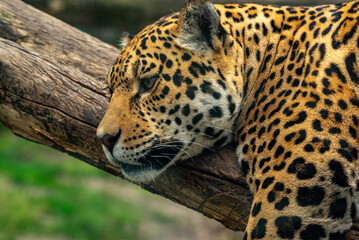 Into the wild - Jaguar