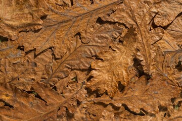 Dry oak leaves on a dark autumn background. Abstract texture