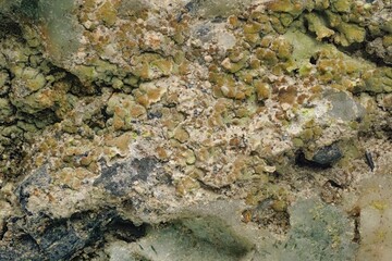 Macro aegirine & natrolite with microplants in Khibiny- rock breakdown by lichens. Scientific photos for erosion and soil formation research. Microphotography- 3.7X zoom magnification