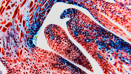Cell ovule and ovary- magnification 4X. Macro biology abstract- micro preparation samples