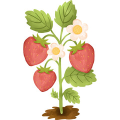 Strawberry Flower Plant Watercolor Illustration