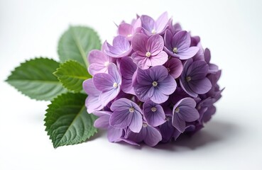 Fototapeta premium Close up shot shows purple hydrangea blossom with leaves on white backdrop. Flower displays fresh vibrant petals in full bloom. Botanical image represents nature, floral beauty. Hydrangea gratitude.