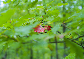 A red leaf in an oak forest heralds the beginning of autumn in Navarre.