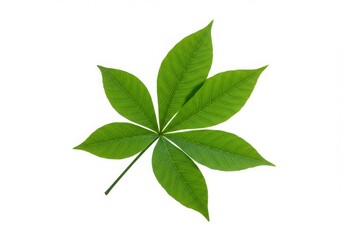 Green Cassava Leaf Isolated White Background Tropical Plant