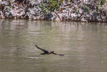 cormorant flying low over a calm river with a blurred background