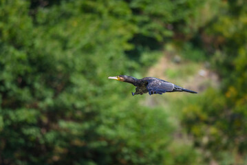 Cormorant in Flight Over Green Foliage