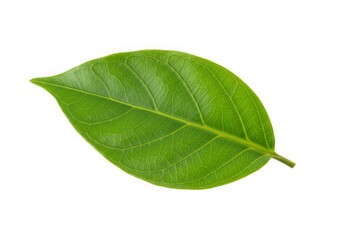 Obraz premium Single Green Jackfruit Leaf Isolated on White Background