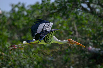 painted stork in fight © KLRAJA