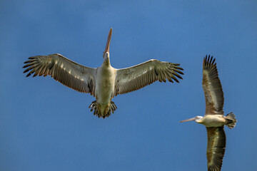pelicans in flight