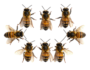 Eight honeybees arranged in a circle