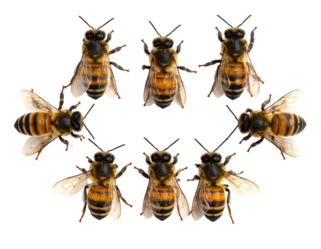 Eight honeybees arranged in a circle