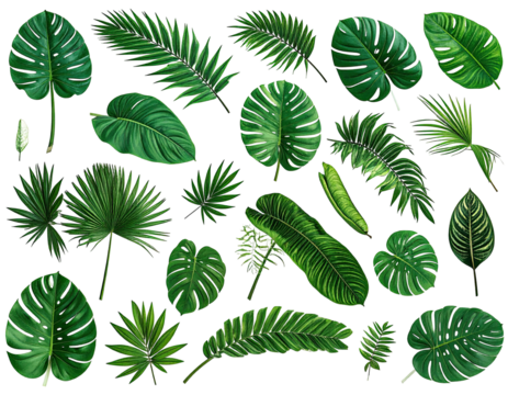 Tropical leaves collection