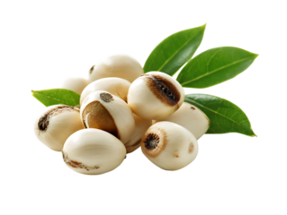 Close up studio shot of fresh lotus seeds with green leaves on a isolated on transparent background