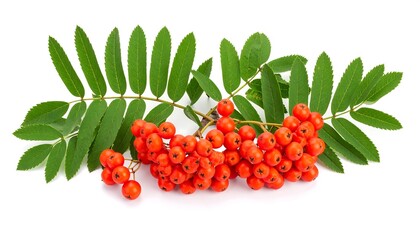 Vibrant rowan berries and leaves on white background