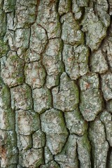 texture of big old tree