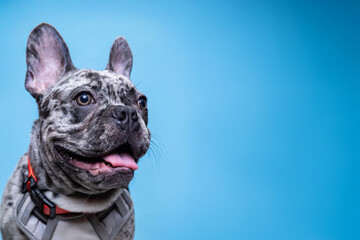 Fototapeta premium Friendly French Bulldog in Gray Harness on Light Blue Background