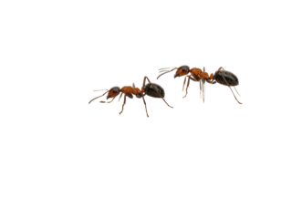 Close-up of two ants