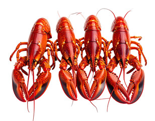 Four vibrant red lobsters arranged in a row