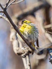 Eurasian siskin male, latin name spinus spinus, sitting on branch of tree. Cute little yellow songbird.