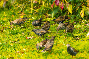 Fototapete bei efototapeten.de bestellen   