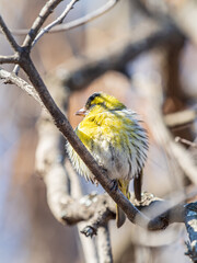 Eurasian siskin male, latin name spinus spinus, sitting on branch of tree. Cute little yellow songbird.