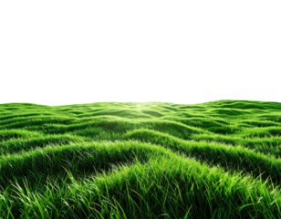 Lush green grass field, sunlit