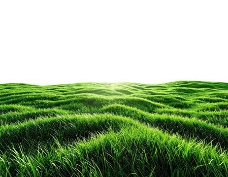Lush green grass field, sunlit