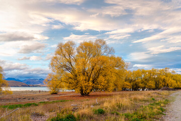 Fototapeta premium Willow tree with yellow leaves in autumn by Lake Tekapo at New Zealand