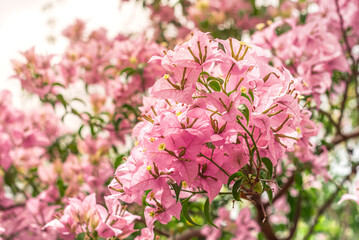 Soft Pink Bougainvillea Flowers in Natural Light