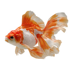 Fototapeta premium Goldfish PNG – Realistic Aquarium Fish Illustrations in Orange, Red, Black, and White Colors