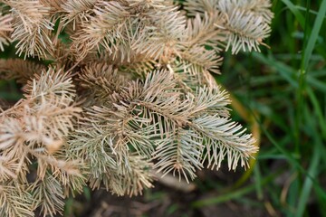 Close-up of dry branches of fir tree. Dead tree.