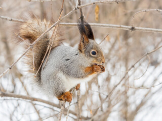 Obraz premium The squirrel with nut sits on tree in the winter or late autumn