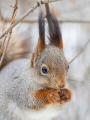 The squirrel with nut sits on tree in the winter or late autumn
