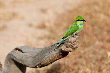 Asian green bee-eater on a branch in Yala National Park, Sri Lanka
